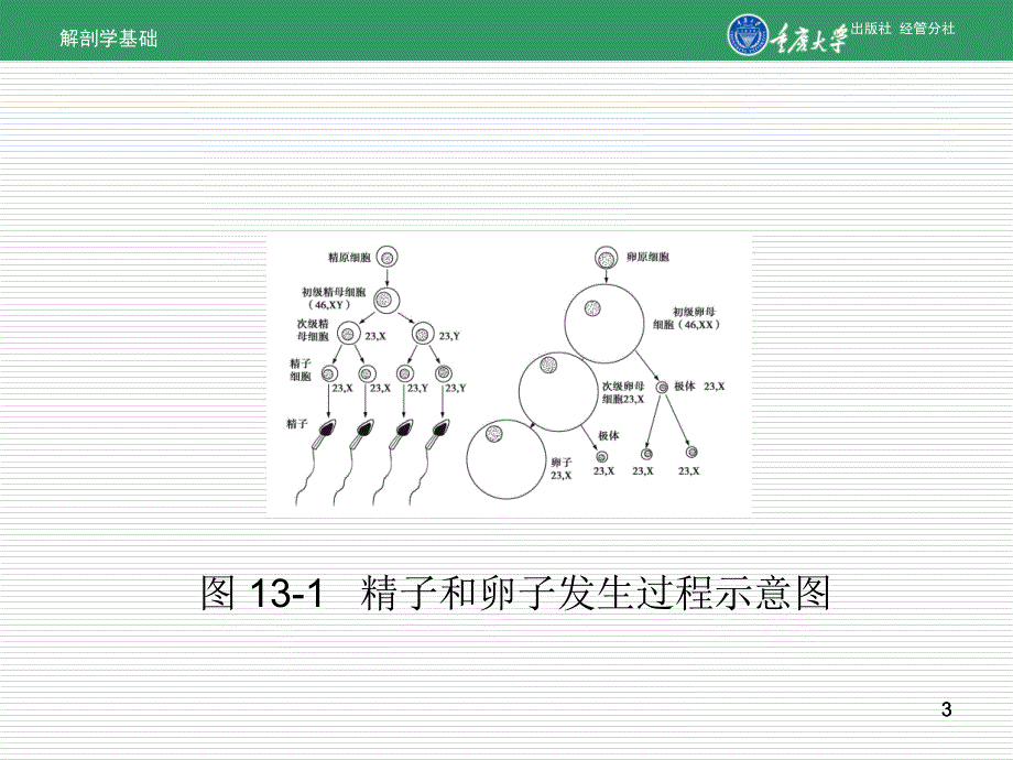 第13章-人体胚胎学概要课件_第3页