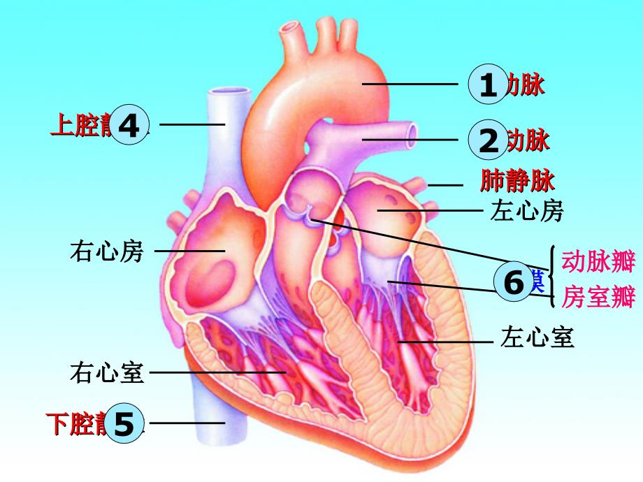 人体的血液循环2_第1页