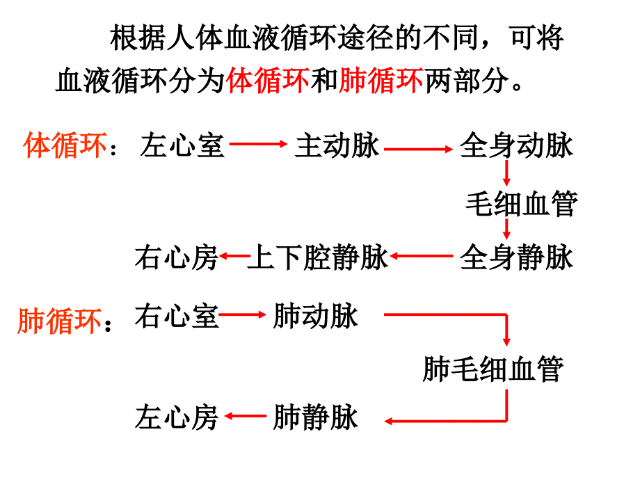 人体的血液循环2_第4页