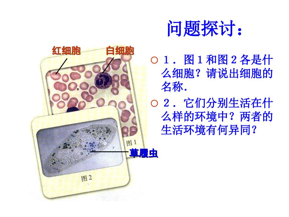 1.1细胞生活的环境课件李欣烨[精选文档]_第4页