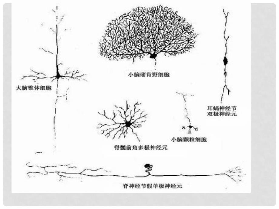 浙江省嘉兴市高中生物 第二章 动物生命活动的调节 2.2 神经系统的结构与功能课件 浙科版必修3_第5页