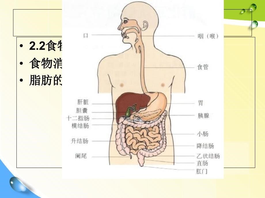 概论(公选课).课件_第5页