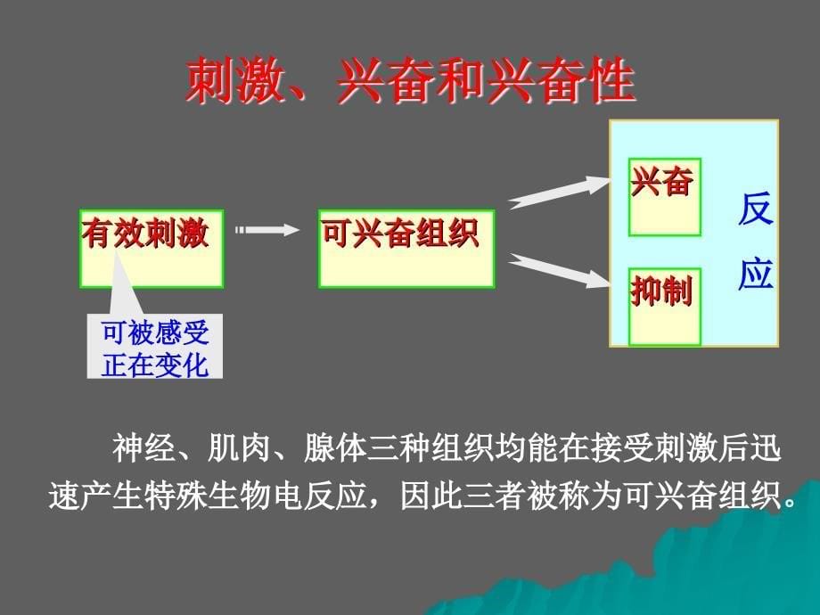 高中生物核心概念高考复习课件兴奋在神经元上产生传导和传递_第5页