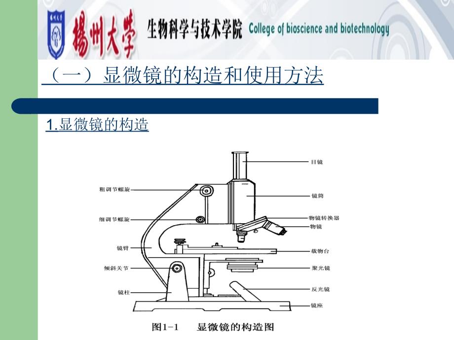 实验一显微镜种子和幼苗_第3页