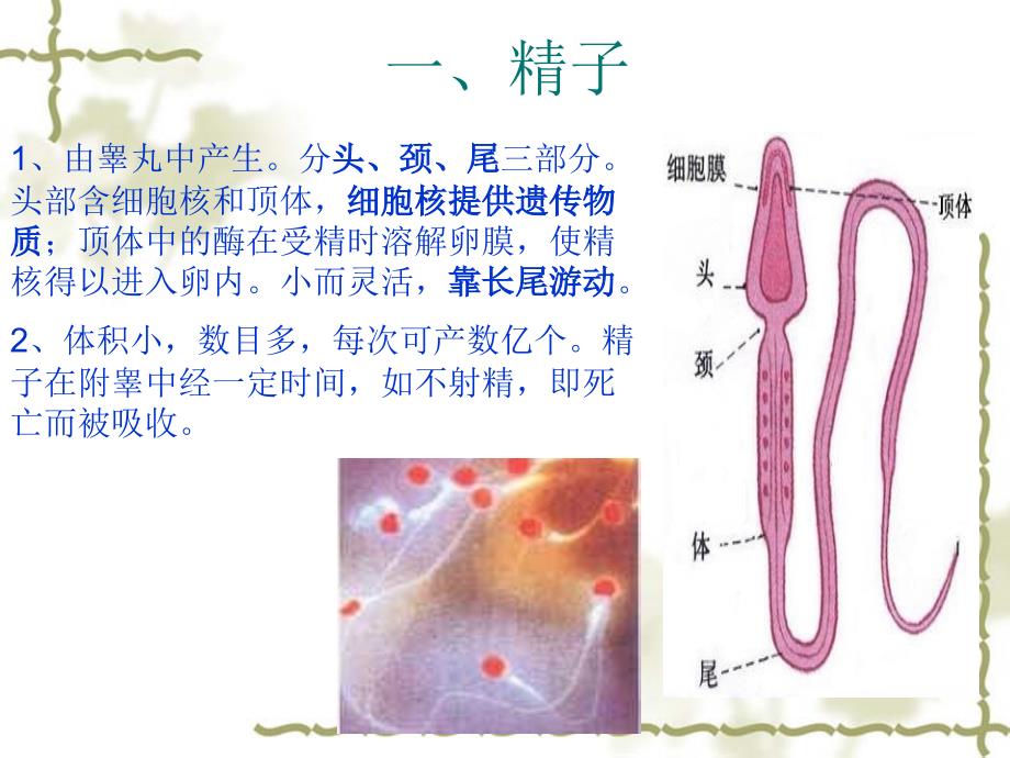 制作地大附中科学教研组陈文雄2004年12月15日_第4页