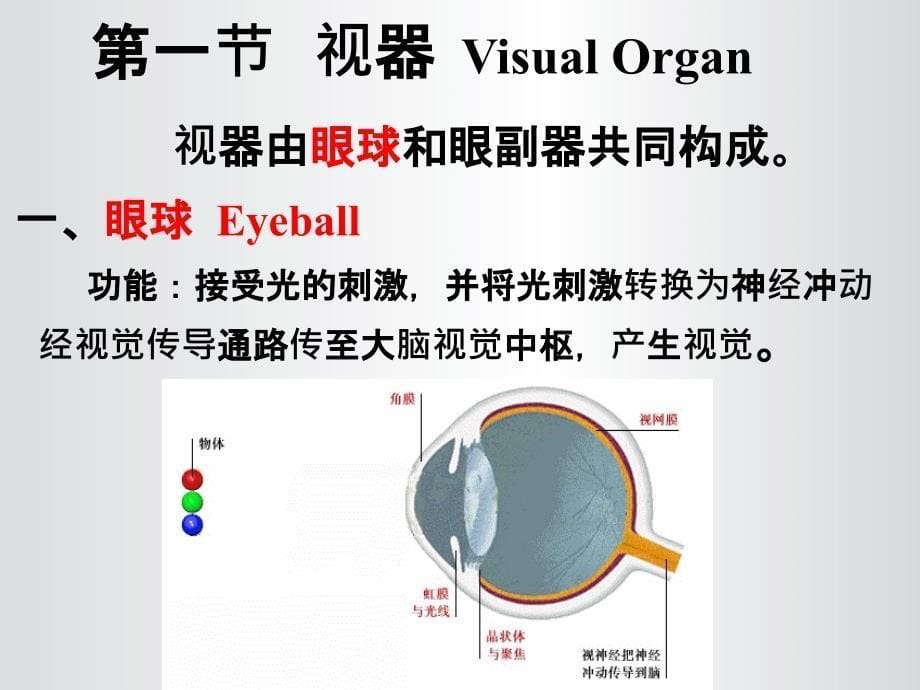 视觉器官课件_第5页