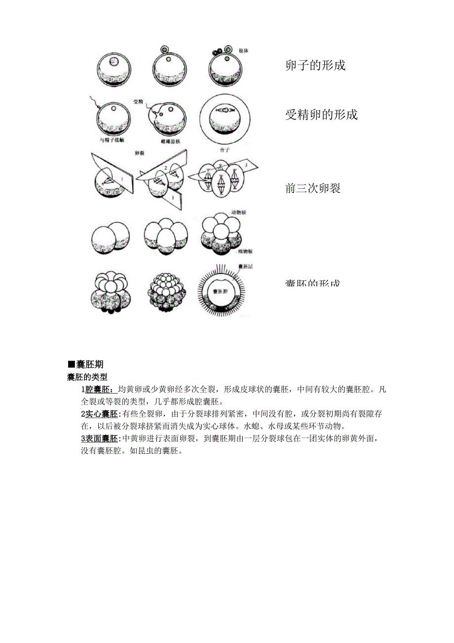 胚胎发育总结_第2页