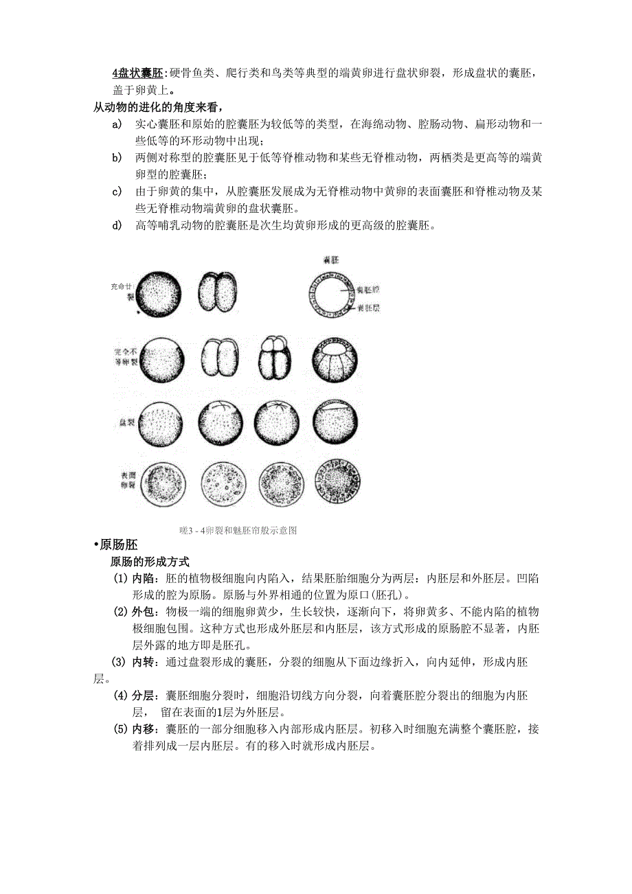 胚胎发育总结_第3页