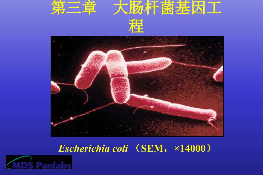 基因工程第三章大肠杆菌基因工程_第2页