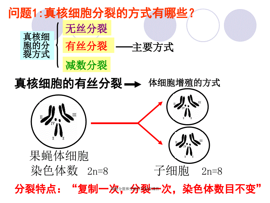 减数分裂和受精作用课件_第3页