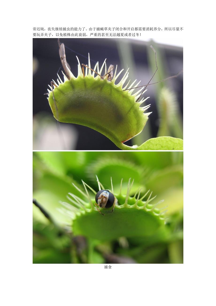 认识食虫植物-捕蝇草_第3页