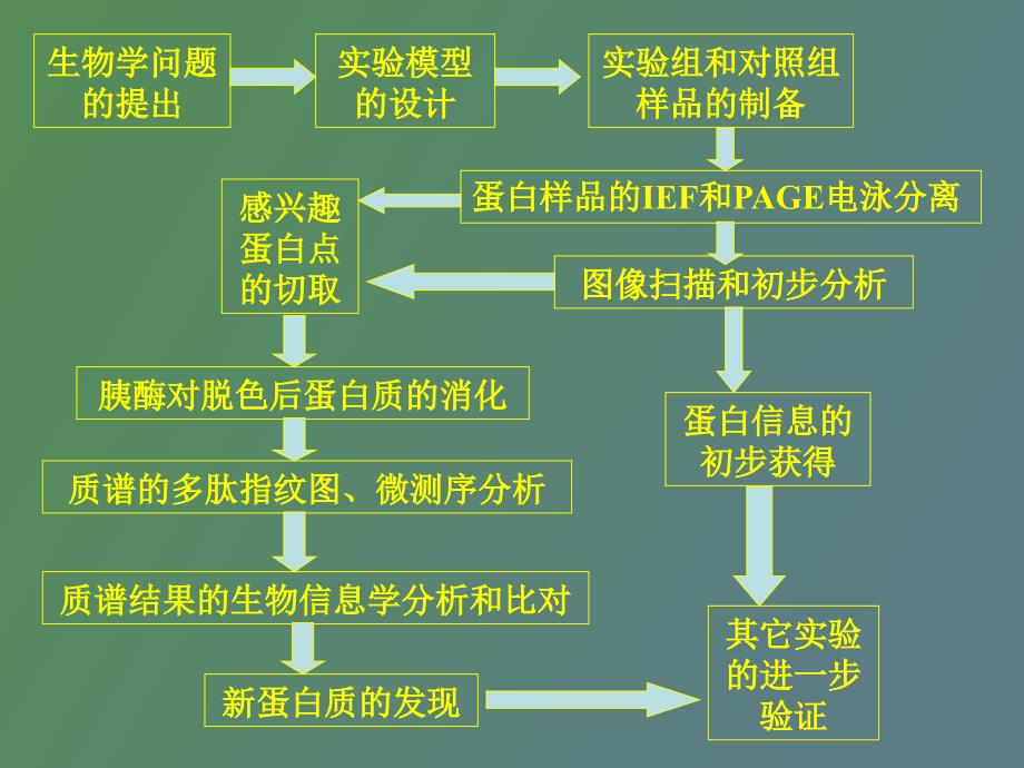 双向电泳原理及实验步骤_第4页