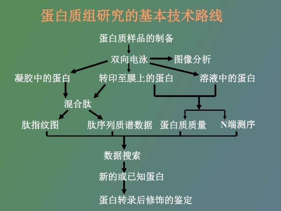 双向电泳原理及实验步骤_第5页