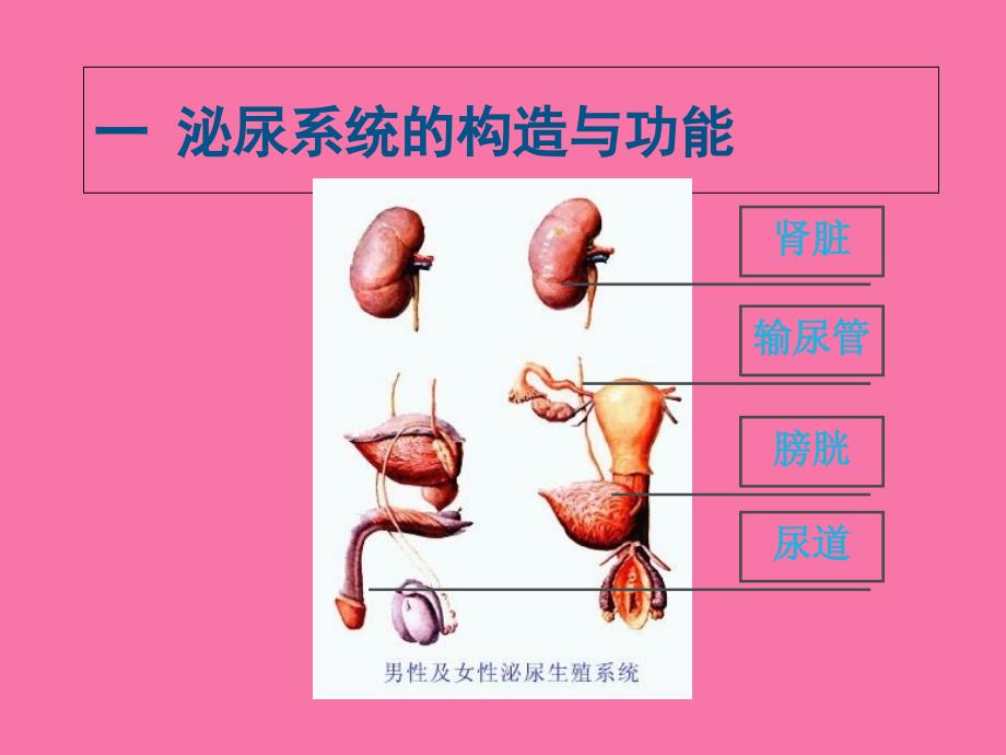 排尿异常的观察与护理ppt课件_第3页