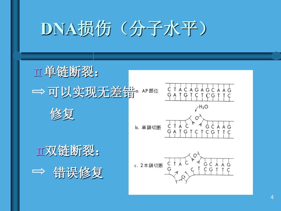 电离辐射的生物效应及防护_第4页