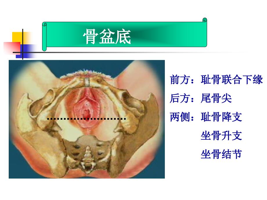 会阴侧切缝合术ppt课件_第5页