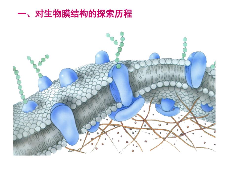 生物膜的流动镶嵌模型.ppt_第3页