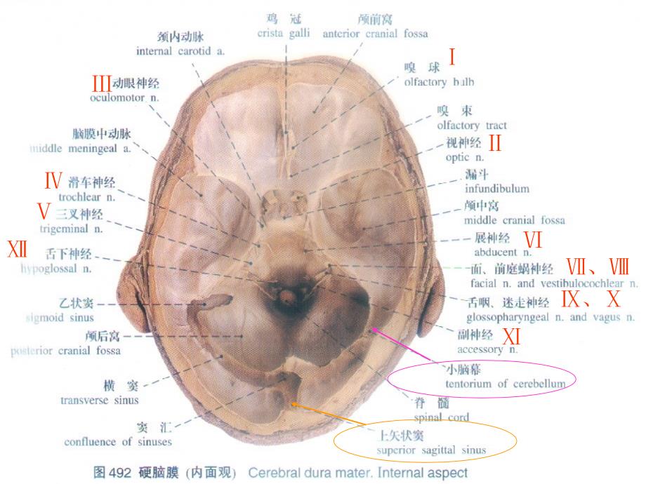 脑脊膜和血管_第3页