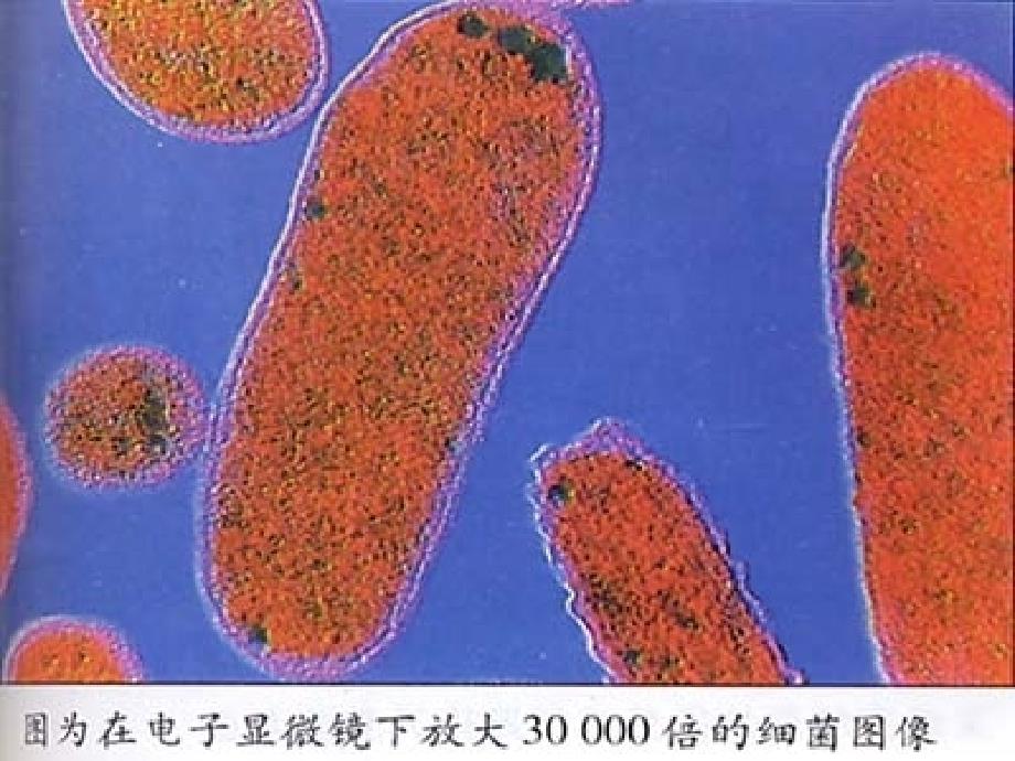 【小学语文】人教版语文三年级上优质课件：玩出了名堂_第3页