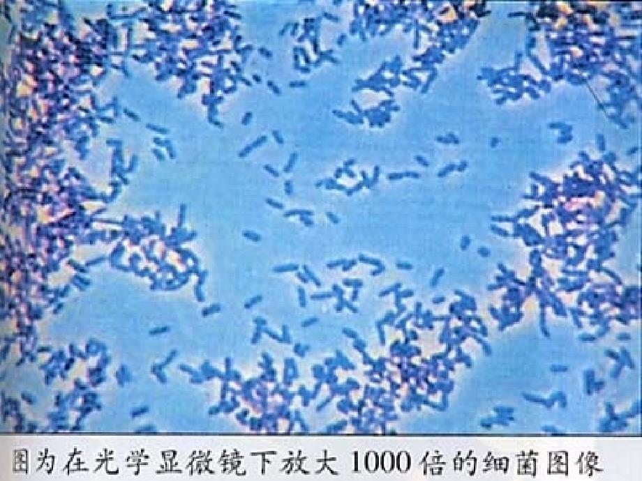 【小学语文】人教版语文三年级上优质课件：玩出了名堂_第4页