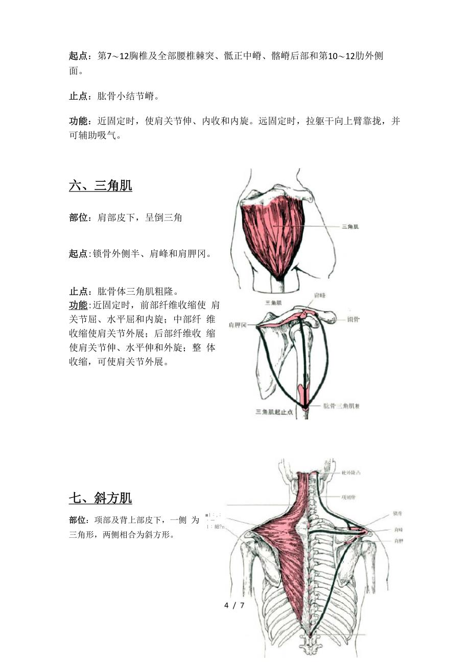 肌肉起止点_第4页