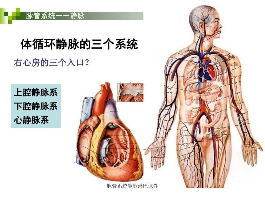 脉管系统静脉淋巴课件_第5页