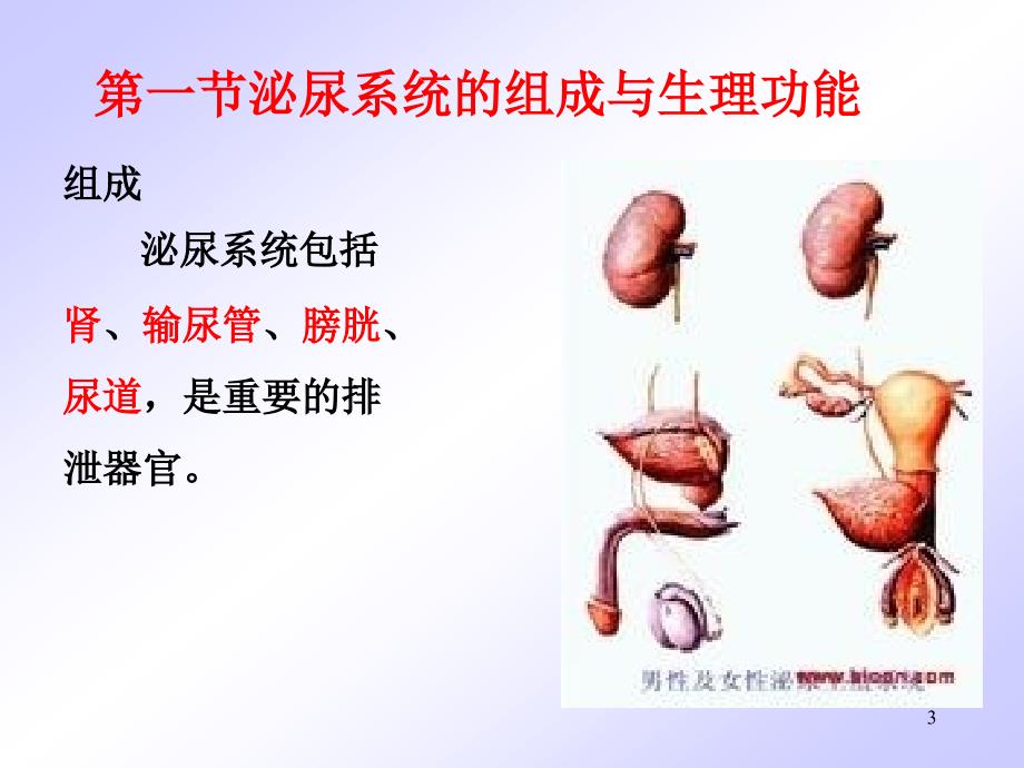 0305泌尿系统及其常见疾病2版_第3页