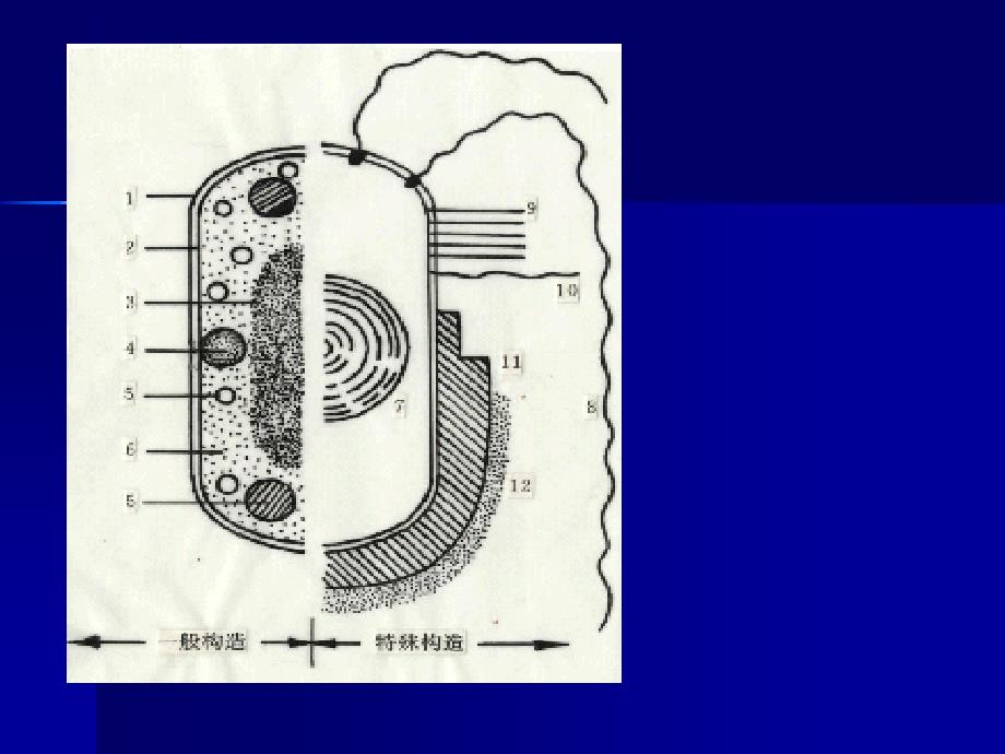 沈萍微生物学第三章.ppt_第4页