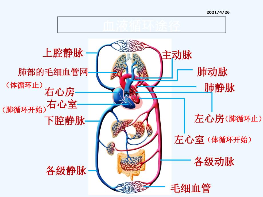 血液循环的路线精品课件_第1页