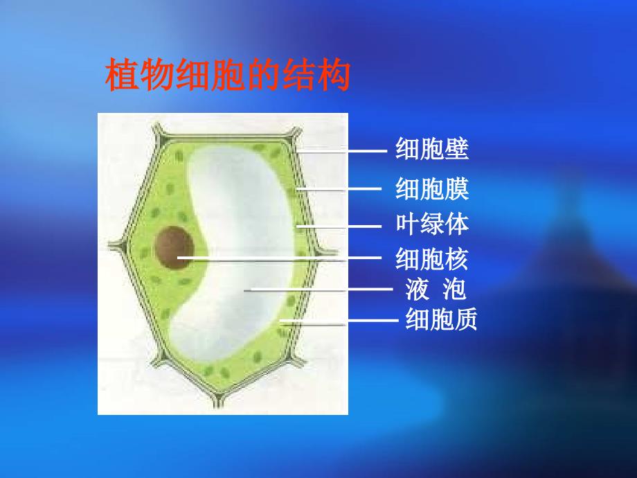 观察人的口腔上皮细胞-水隘乡学校蒋序春_第2页