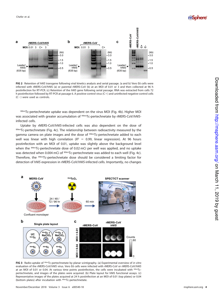 【病毒外文文献】2018 The Human Sodium Iodide Symporter as a Reporter Gene for Studying Middle East Respiratory Syndrome Coronavirus Path_第4页