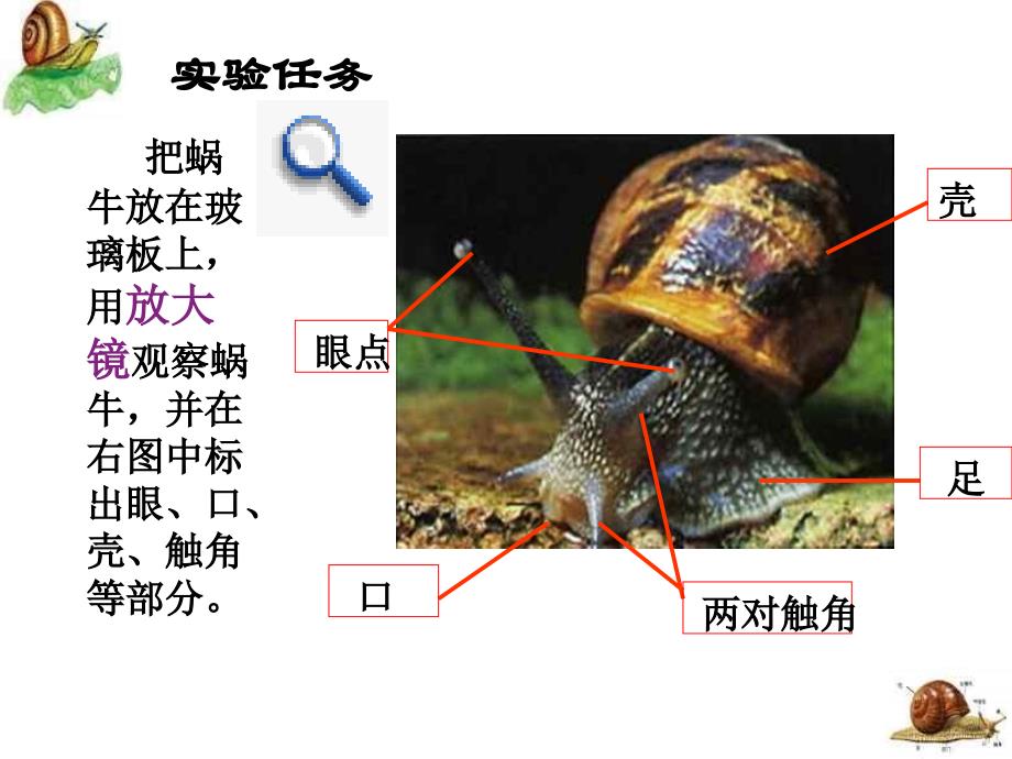 浙教版七年级科学上册生物与非生物课件_第3页