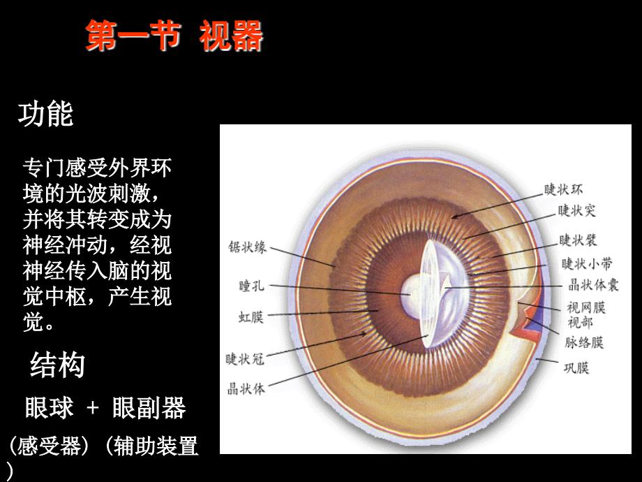 人体组织解剖学课件：第十章 感觉器官 (2)_第3页