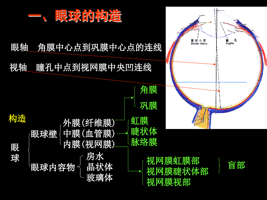 人体组织解剖学课件：第十章 感觉器官 (2)_第4页