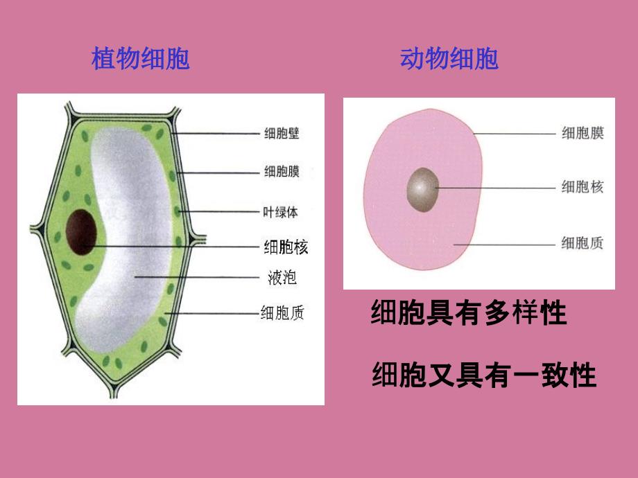 高中生物必修一第一章第二节细胞的多样性和统一性ppt课件_第4页