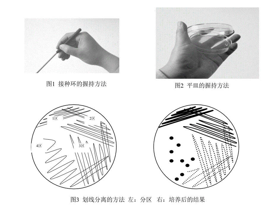 细菌分离与鉴定方_第4页
