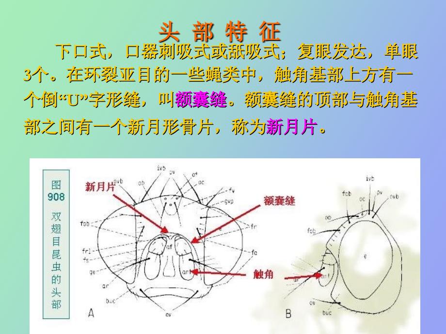 普通昆虫学-昆虫分类-双翅目、蜱螨目分科_第4页