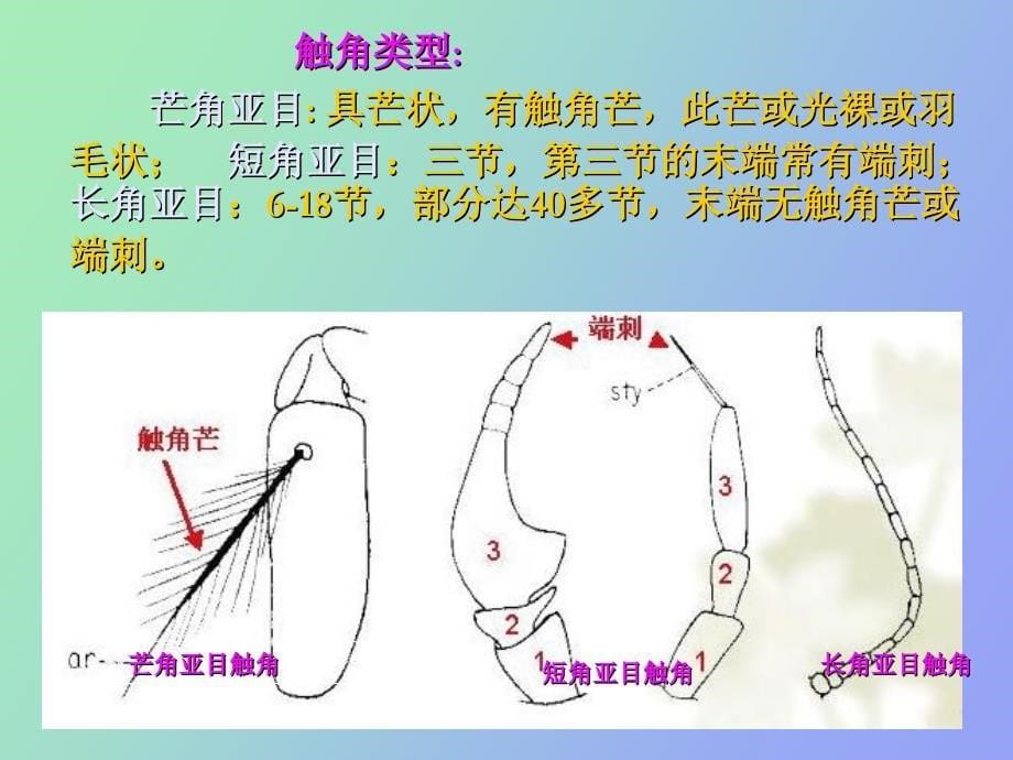 普通昆虫学-昆虫分类-双翅目、蜱螨目分科_第5页