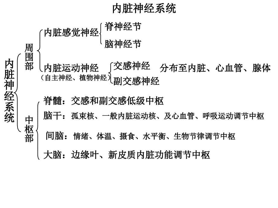 内脏神经系统_第2页