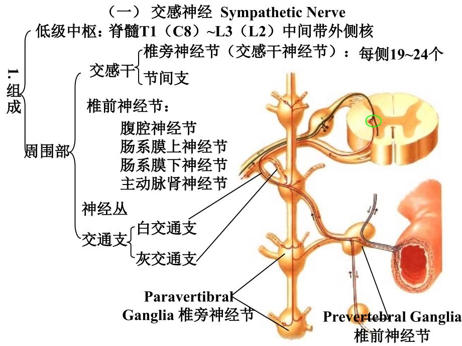 内脏神经系统_第4页