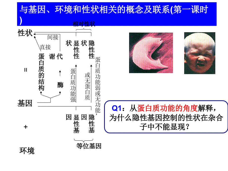 遗传与变异中的概念联系_第3页