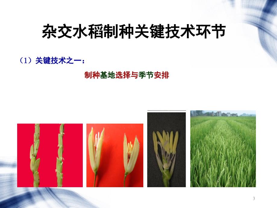 杂交水稻制种技术ppt课件.ppt_第3页