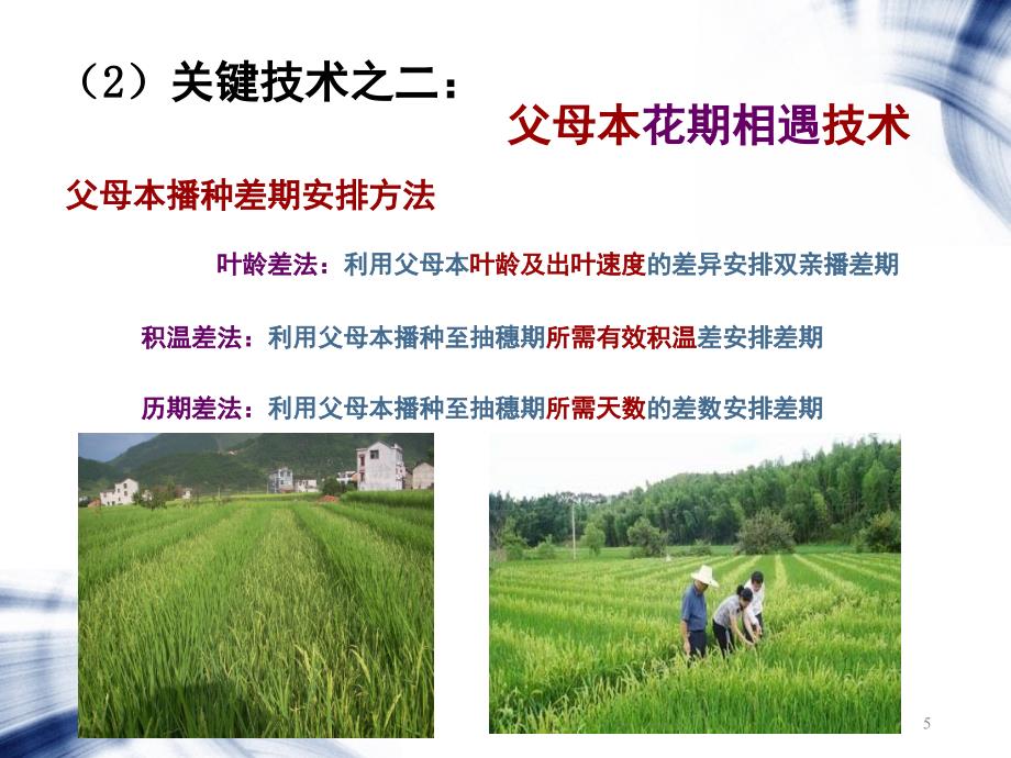 杂交水稻制种技术ppt课件.ppt_第5页