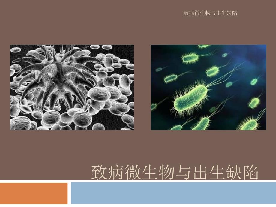 致病微生物与出生缺陷课件_第1页