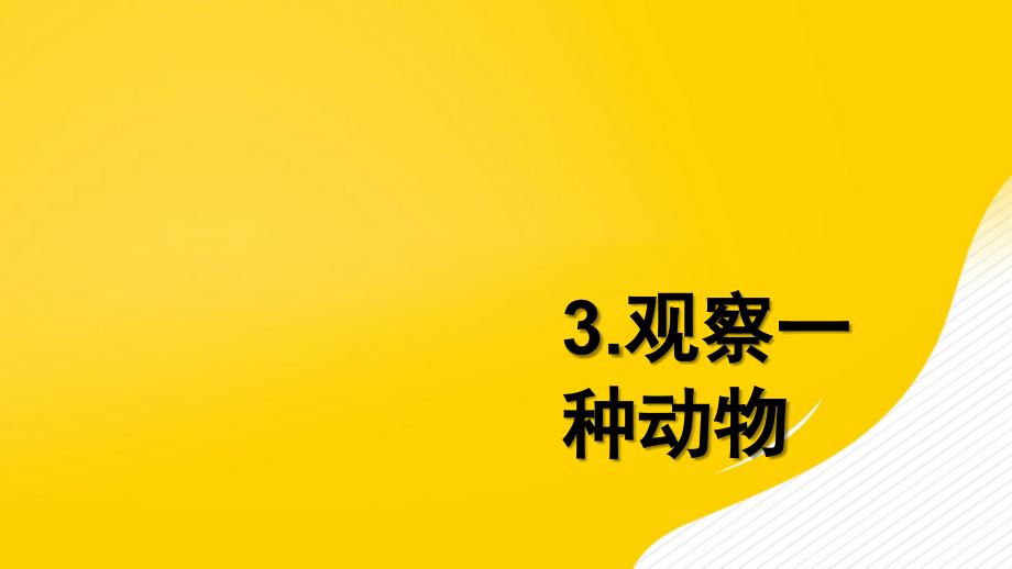 观察一种动物教学课件优秀_第2页