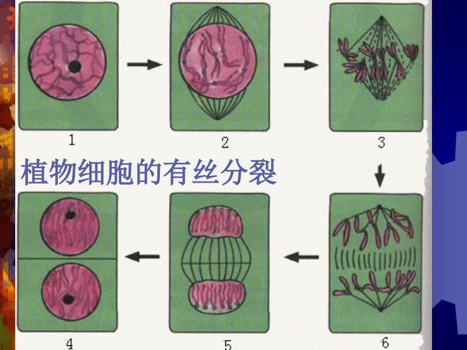 环境三致物的生物检测_第5页