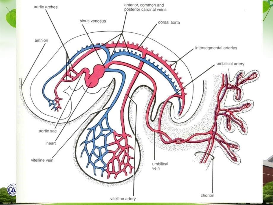 心血管系统发生_第5页