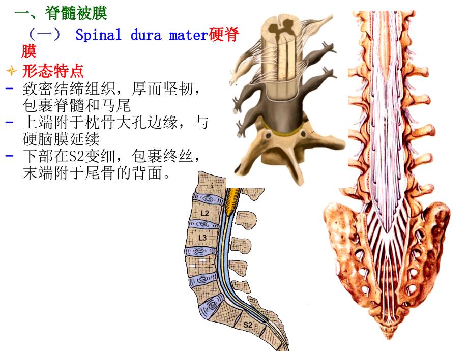 人体解剖学课件：19-5脑脊髓的被膜、血管、脑脊液-五年制_第2页