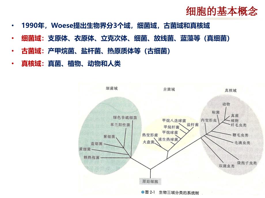 医学细胞生物学：第二章 细胞的概念与分子基础_第3页