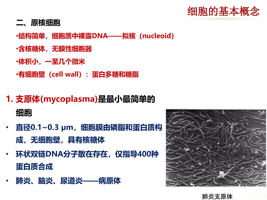 医学细胞生物学：第二章 细胞的概念与分子基础_第4页